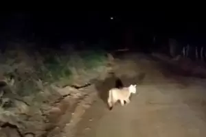 Un puma fue avistado en Medanitos y liberan quirquinchos