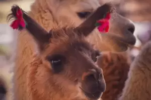 Prrroga para el envo de resmenes al 48 Congreso Argentino de Produccin Animal