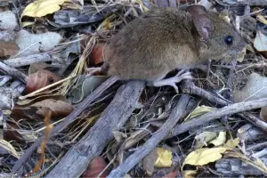 Dos fallecimientos por hantavirus en menos de siete das generan alarma en Chubut y Neuqun