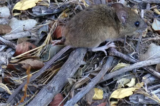 Hantavirus en crucero: Tierra del Fuego descarta v�nculo con el brote que dej� tres muertos