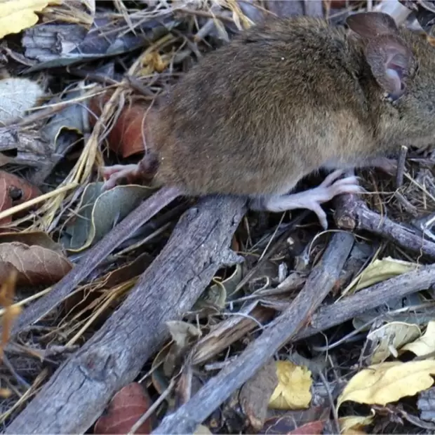 Hantavirus en crucero: Tierra del Fuego descarta v�nculo con el brote que dej� tres muertos