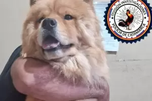 Denunci que su ex le rob a su perro tras la ruptura