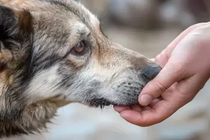 Da del Animal: cmo elegir entre un perro o un gato segn tu estilo de vida