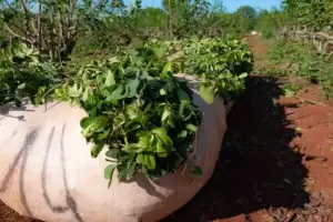 Yerba mate en crisis: la cosecha cay 30% y los productores advierten un colapso