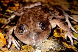 Un cient�fico argentino gan� el "�scar verde" por salvar a una rana en peligro cr�tico