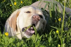 Qu significa que tu perro coma pasto: esto es lo que dicen los expertos