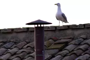 La gaviota que roba protagonismo mientras se espera la fumata blanca