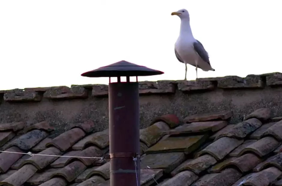 La gaviota es una Larus argentatus
