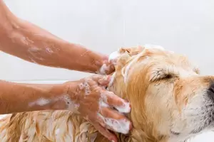 Cada cunto se recomienda baar a los perros en invierno, segn los veterinarios