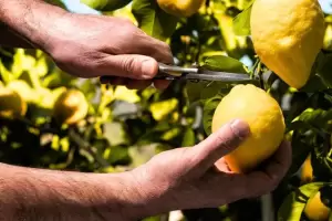Cul es el mejor momento del ao para podar un limonero?