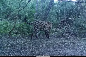 Histrico: registran un nuevo yaguaret en el Parque Nacional Ro Pilcomayo