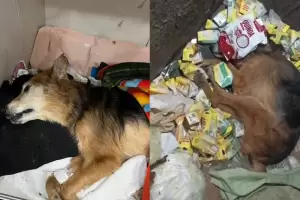 Rescatan a una perra de la basura con signos de tortura: buscan a los culpables