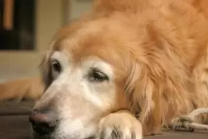 Cmo saber si tu perro se est poniendo viejo, segn los veterinarios