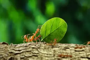 El truco infalible para que las hormigas no se acerque a tu jardn