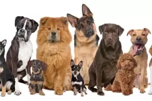 Cul es la raza ms inteligente del mundo?: no es el border collie ni el pastor alemn