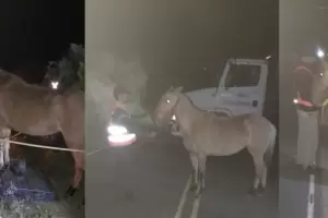 En Ambato secuestraron animales sueltos