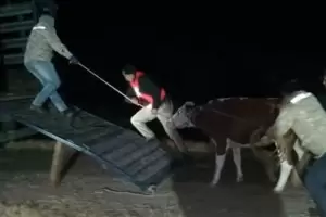 Secuestran dos vacas sueltas por riesgo vial