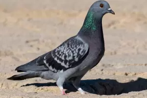 Adis a las palomas: el truco para alejarlas de tu casa o patio sin lastimarlas, segn expertos