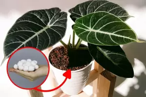 Por qu hay que poner un algodn con vinagre en la tierra de tus plantas Para qu sirve?