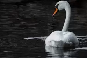 Pocos los saben: cul es el nombre del cisne macho