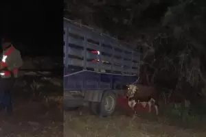 Incautaron cuatro animales sueltos en el interior provincial