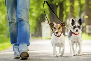 Cul es el mejor horario para pasear a nuestro perro, segn los veterinarios