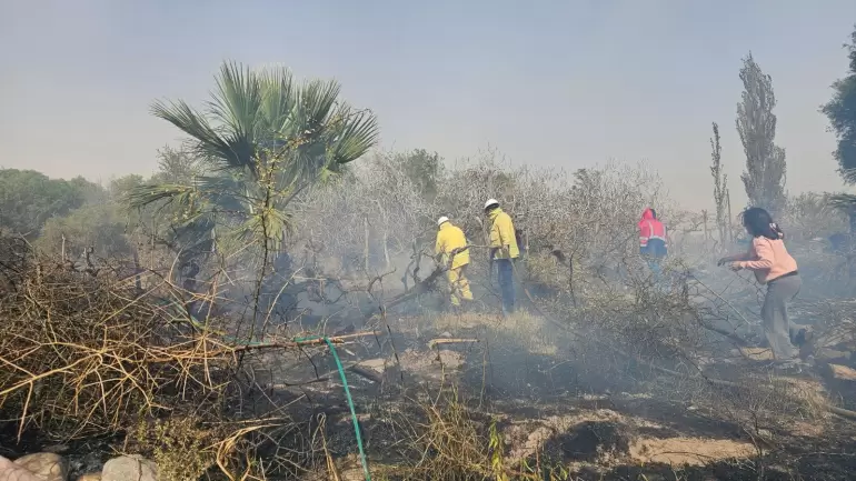 incendio en los viedos