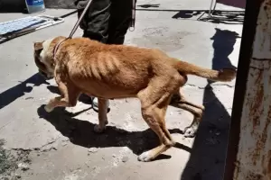 Multaron con $445 mil a un hombre por mantener a su perro en estado crtico