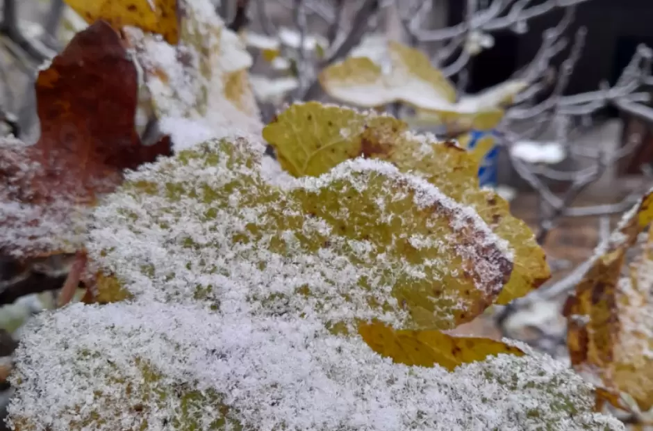 Nevada en La isla Larga