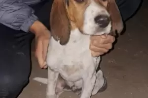 Recuperan en la Capital un perro robado en Valle Viejo tras un allanamiento