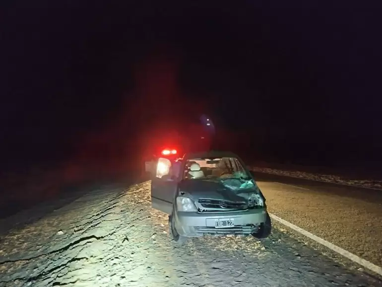 choque animal santa maria