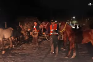 Animales sueltos: secuestraron cuatro equinos en Capital