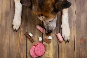 Los ocho alimentos que tu perro nunca debe comer, segn los veterinarios