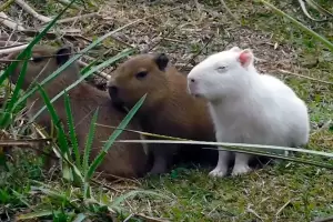 La noticia ms desgarradora: qu pas con el carpincho albino?