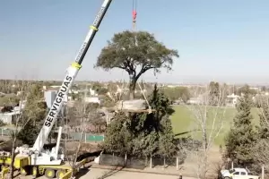Crdoba:  a pesar de las protestas, trasladaron el quebracho de 284 aos