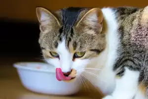 Qu significa que tu mascota vomite el alimento segundos despus de comer y cmo evitarlo