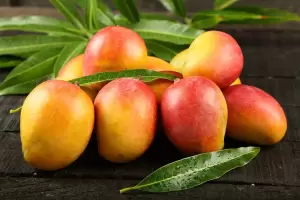 Cmo cultivar un rbol de mango para obtener frutos deliciosos en casa?