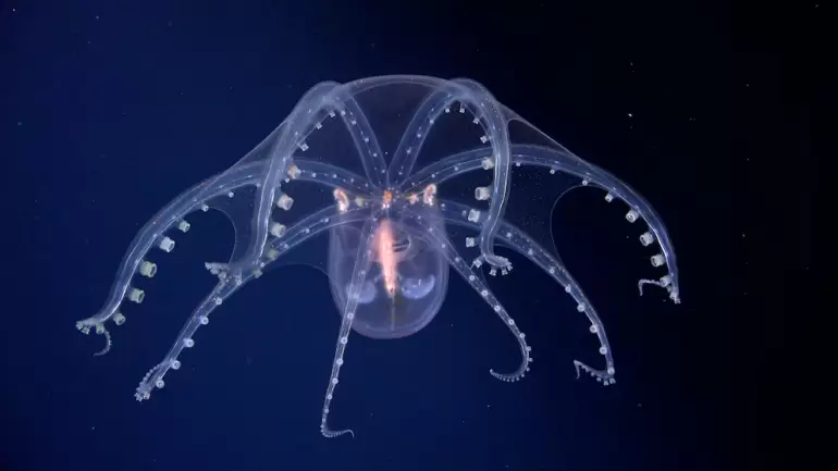 conicet mar argentino