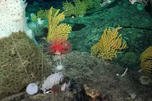 El vivo viral de la expedicin del Conicet que hace historia en el mar argentino