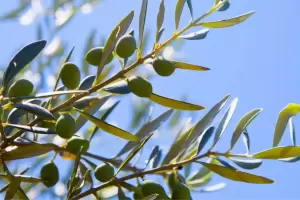 Cmo cultivar un olivo para cosechar tus propias aceitunas jugosas y frescas?