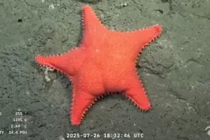La estrella de mar "culona" que descubrieron cient�ficos del CONICET y se viraliz�