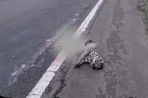 Tragedia en la Ruta 12: otro ocelote muri atropellado en Misiones