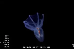 Hallazgo asombroso: cient�ficos del CONICET descubren un "pulpo de cristal"