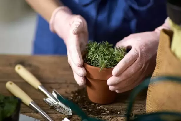 Ni abono ni compost: truco de los jardineros para sumar a la tierra que recupera jardines da�ados