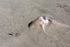 El temporal en Laguna Blanca: arrasador saldo de destruccin y prdidas