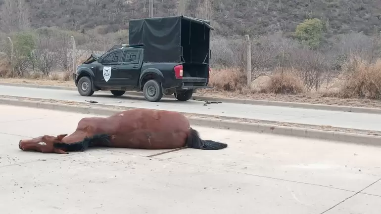 Accidente Andalgal equino