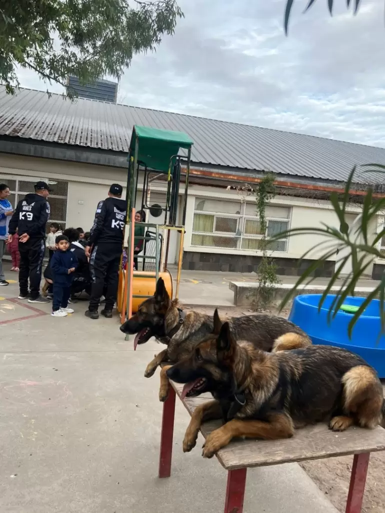 division canes jardines ni�os