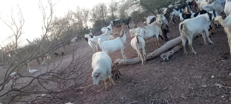 quimilo la paz sin agua