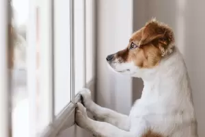 Cmo cuidar a tu perro para que no sufra ansiedad cuando queda solo en casa, segn los expertos