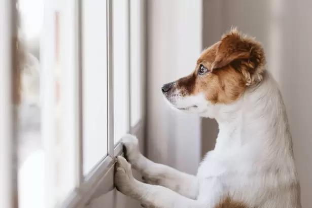 Las tres cosas que hay que saber si se tiene un perro en casa, seg�n un veterinario